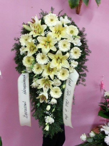 primula 14